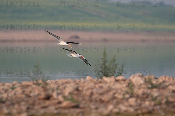 Indian Skimmer