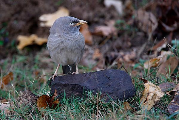 Jungle Babbler