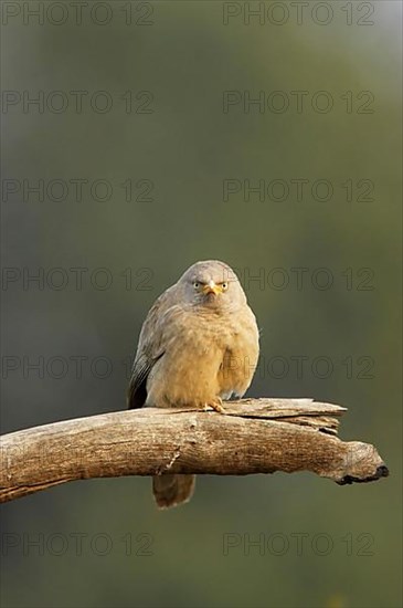 Jungle Babbler