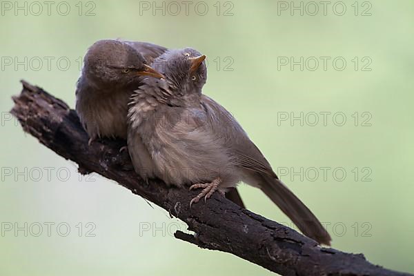 Jungle Babbler