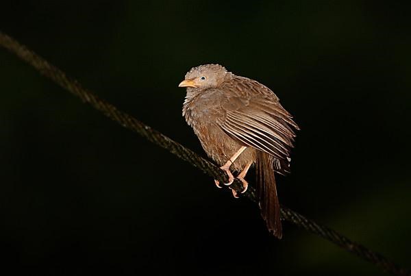 Yellow-billed Scimitar Babbler