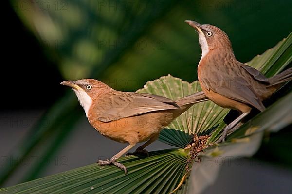 White-throated Babbler