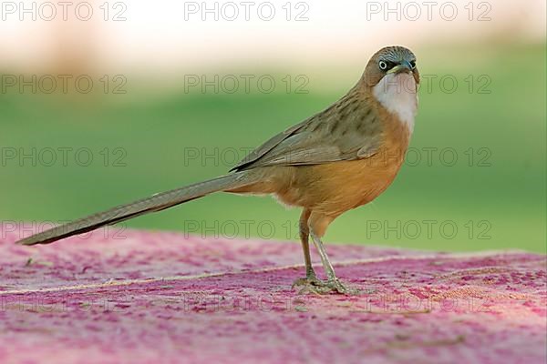 White-throated Scimitar Babbler