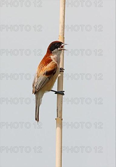 Black-headed Penduline Tit