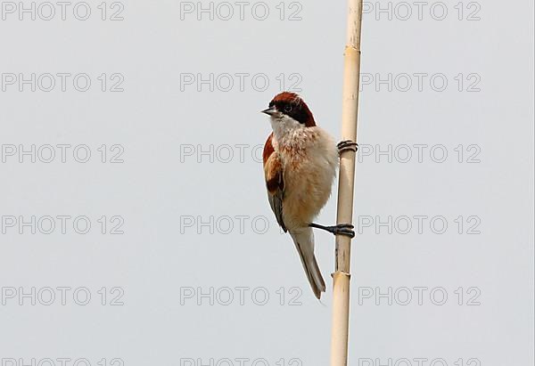 Black-headed Penduline Tit