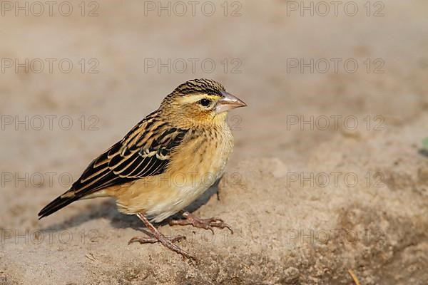 Black-winged red bishop