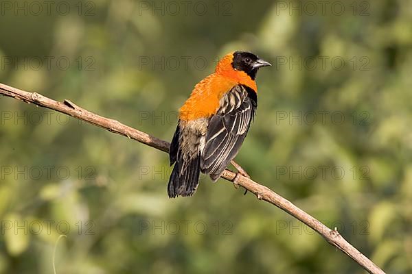 Black Bishop