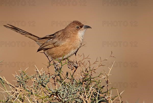 Fulvous Scimitar Babbler