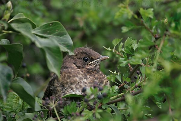 Blackbird