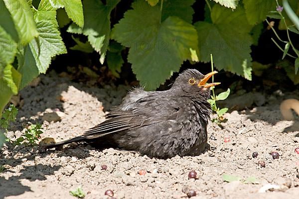 European blackbird