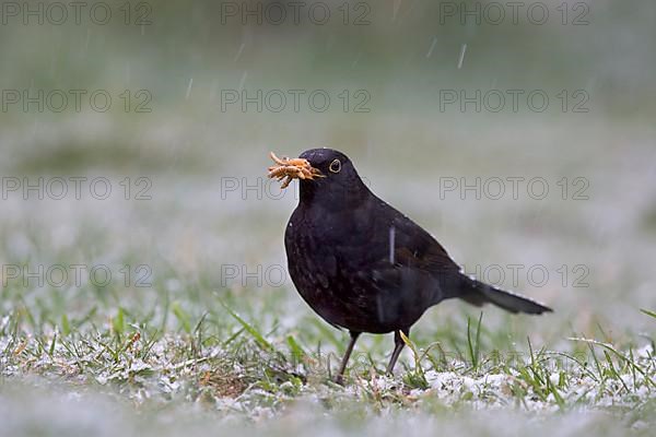 European blackbird