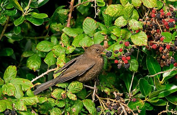 European Blackbird