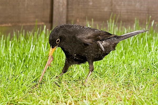 European Blackbird