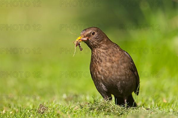 European Blackbird