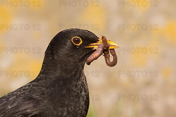 European Blackbird