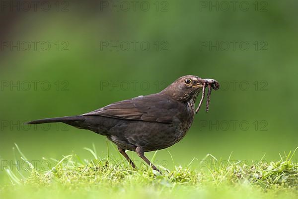 European blackbird