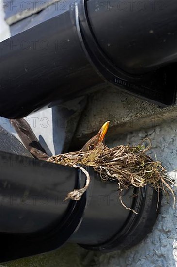 European Blackbird