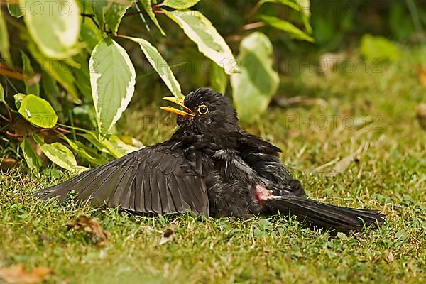 European blackbird