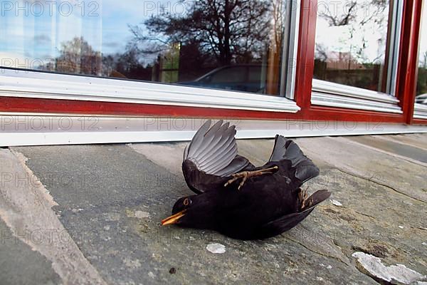 European Blackbird