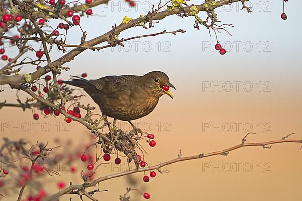 European Blackbird