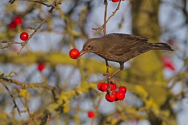 European Blackbird