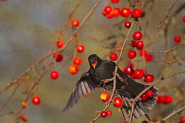 European Blackbird