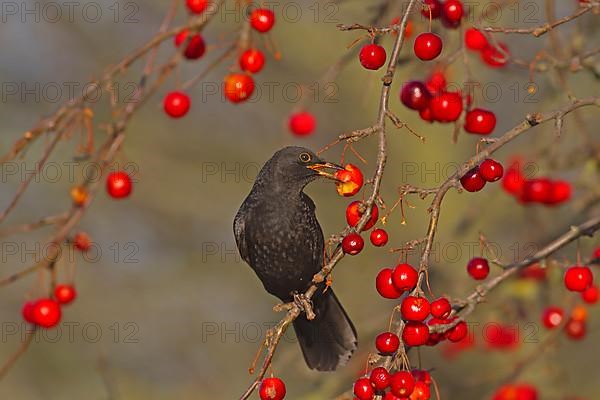 European Blackbird