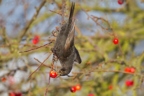 European Blackbird