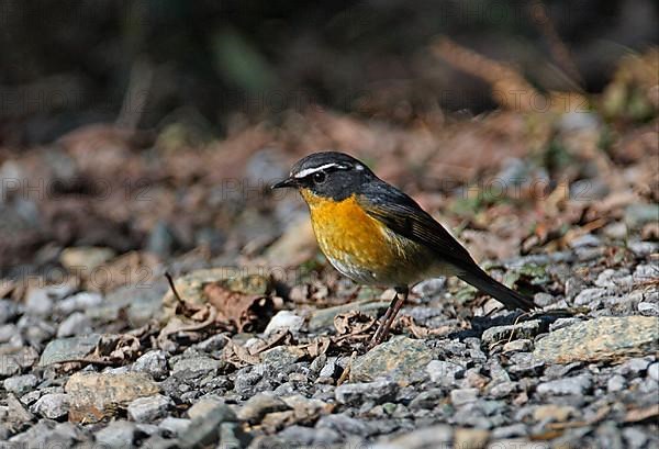 White-browed Bush-robin