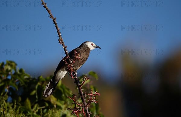 White-rumped Babbler