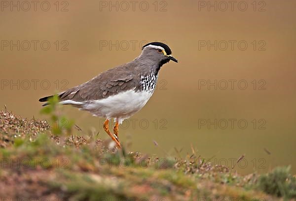 Spot-breasted Lapwing