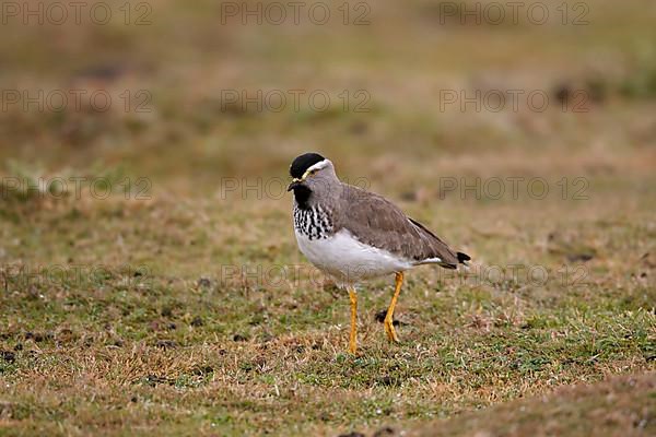 Spot-breasted Lapwing