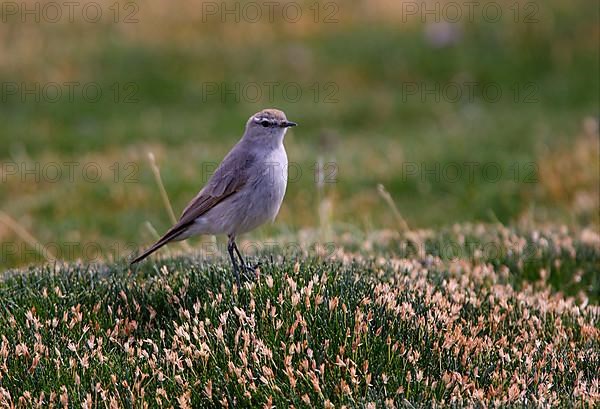 Puna Groundtyrant