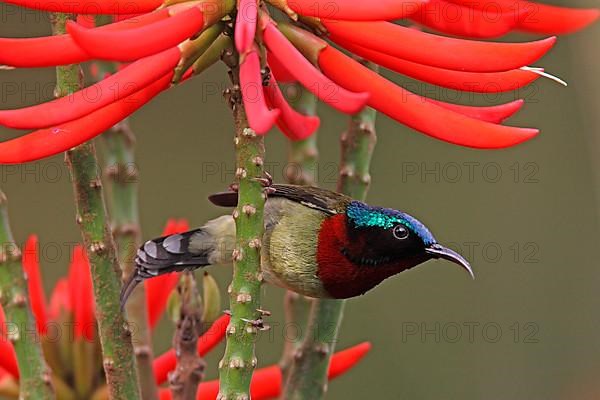 Hainan Sunbird