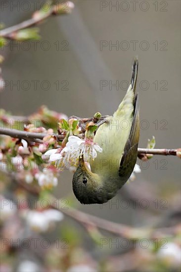 Gould's Sunbird