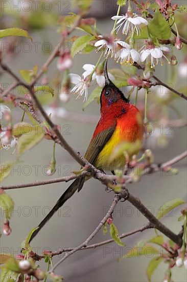 Gould's Sunbird