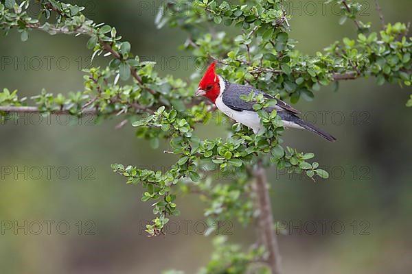 Red-crested cardinal