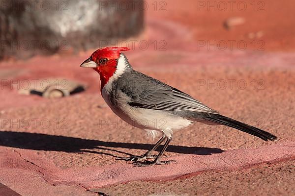 Red-crested Cardinal