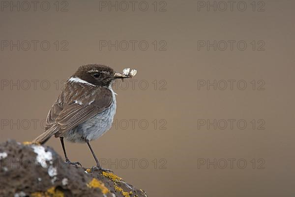 Canary islands stonechat