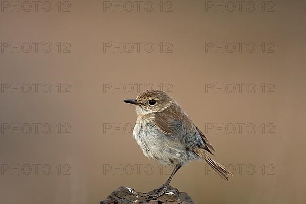 Canary islands stonechat