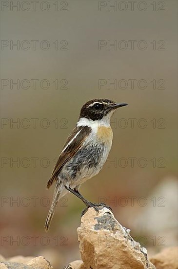 Canary Islands Chat