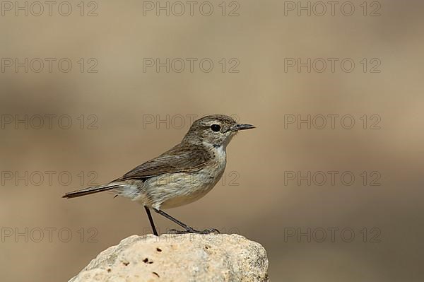 Canary Islands Chat