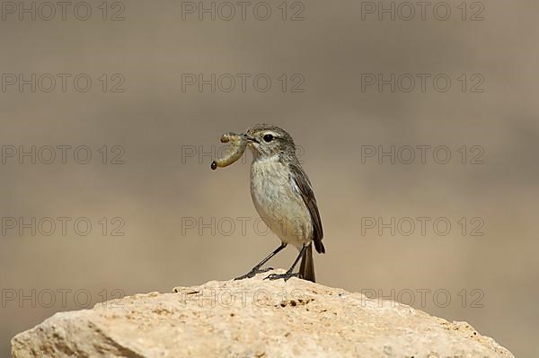 Canary Islands Chat