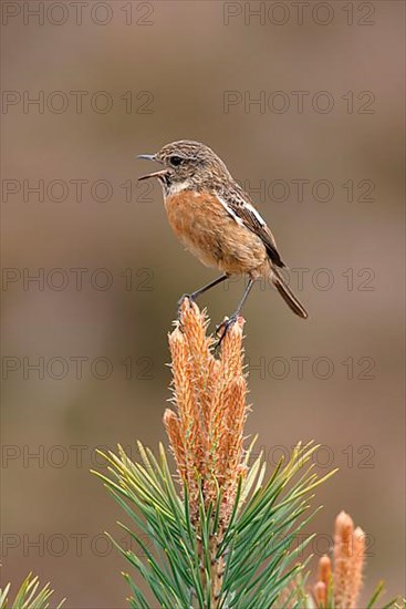 Saxicola torquatusniolan Stonechat