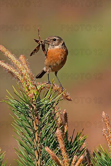 Saxicola torquatusniolan Stonechat