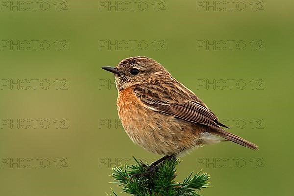 Saxicola torquatusn. Stonechat