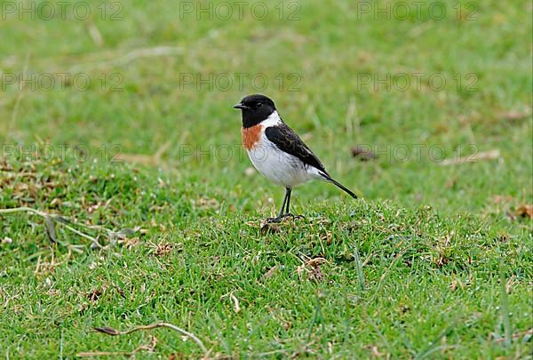 East African Stonechat