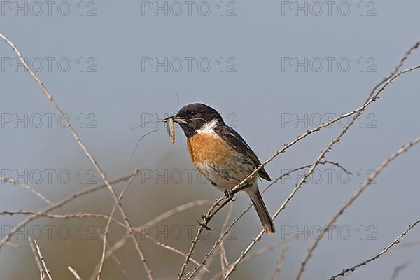 Saxicola torquatusniolan Stonechat