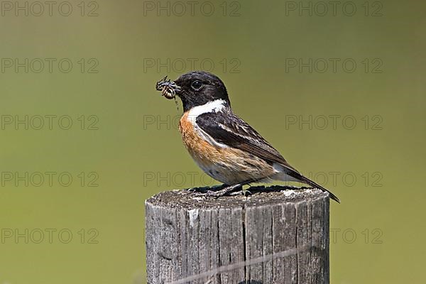 Saxicola torquatusniolan Stonechat