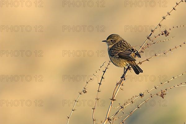 Saxicola torquatusniolan Stonechat